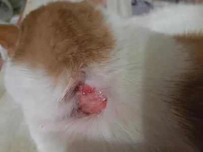 Кожные болезни кошек