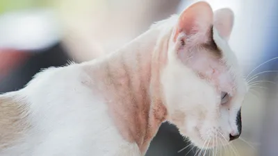 Как выглядит лишай: фото и виды лишая у собак и котов | Блог зоомагазина  Zootovary.com