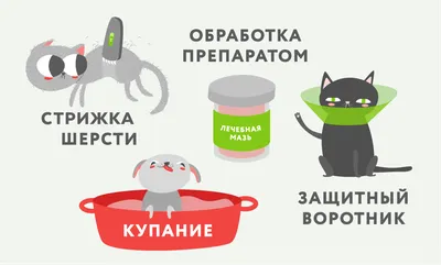 Как выглядит лишай у кошек и котов, признаки, симптомы лишая, микроспории -  YouTube