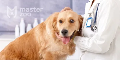 Лишай у собак: как определить в домашних условиях, лечение, признаки