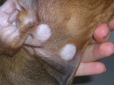 Дерматофитозы (лишай) собак и кошек | Ветеринарная клиника доктора Шубина