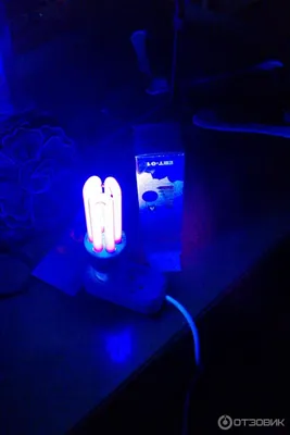 Портативный ультрафиолетовый фонарик, лампа Вуда, УФ-черный свет для  проверки лишай, пыли и грязи - купить с доставкой по выгодным ценам в  интернет-магазине OZON (1255913345)