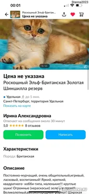 Сколько должна весить кошка