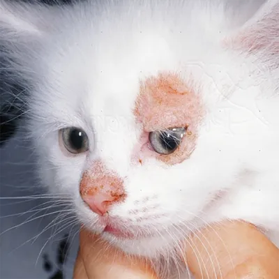 Почему у кошки кожный зуд - возможные причины возникновения