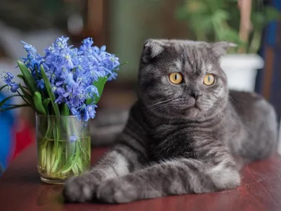 Blue Crystals питомник британских кошек, Санкт-Петербург - «Заводчик Blue  Crystals продает котят с лишаем» | отзывы