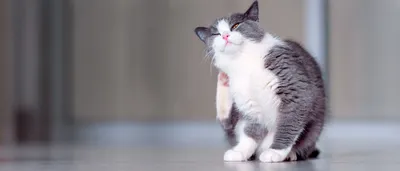Британская длинношерстная кошка: описание породы, окрасы, характер,  стоимость - Mimer.ru
