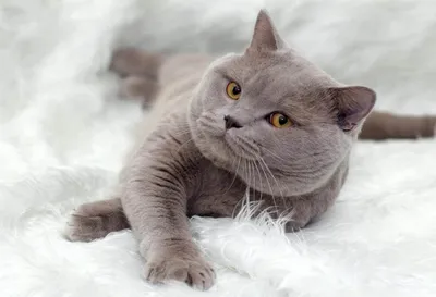 Кожные заболевания у кошек: симптомы и лечение | Hill's Pet