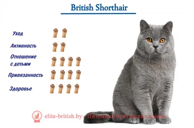 Британская длинношерстная кошка