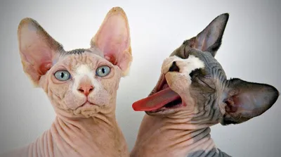 Какие бывают породы бесшерстных кошек? | ТОТО | Дзен