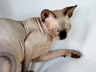 Донской сфинкс: фото и описание породы кошек (характер, уход и кормление)