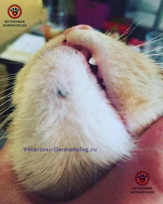 Описание породы кошек - Донской сфинкс