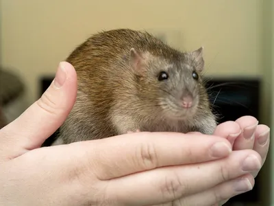 Болезни декоративных крыс — основные виды, симптомы и лечение