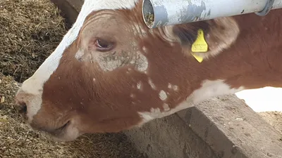 Стригущий лишай у человека - Kompetenzförderung Milch in Kasachstan