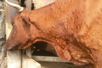 О нодулярном дерматите крупного рогатого скота
