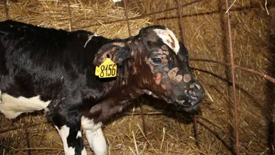 Власти ввели карантин из-за заразной болезни коровы в Бакчарском районе