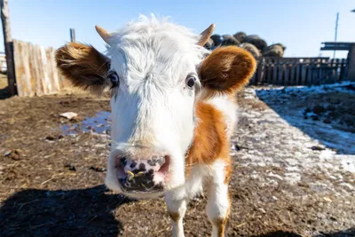 Заразный узелковый дерматит крупного рогатого скота – новая угроза для  животноводства? | Газета «Сельчанка»