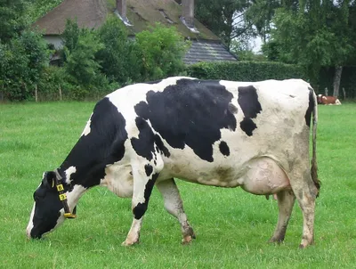 Редкое вирусное заболевание обнаружили у коров на Ставрополье