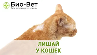 Грибковые поражения (лишай) у кошек - Докторвет