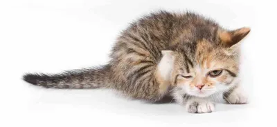 Лишай у кошек и котов: симптомы, причины, лечение. Трихофития | Ветеринар  на дом | Дзен