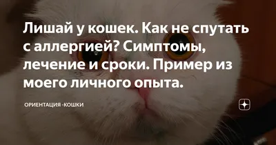 Как избавиться от подкожного клеща у кошек: рекомендации | ЗооПорт