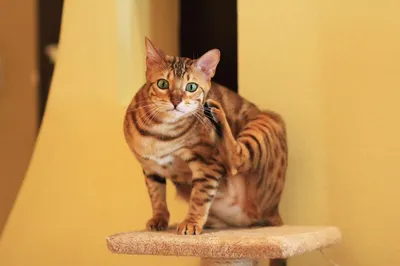Лишай у кошек и котов: симптомы, причины, лечение. Трихофития | Ветеринар  на дом | Дзен