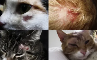 Кожные инфекции у кошек - Кожа вашей кошки - Дуксо S3 RU
