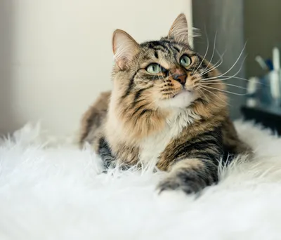 Лишай у кошек - «Айболит Плюс» - сеть ветеринарных клиник