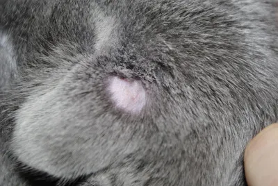 Лечение грибка трихофитии у кошек: признаки микроспории