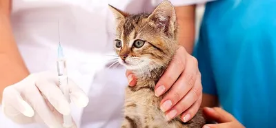 Лишай у кошек – признаки и лечение | HOME FOOD