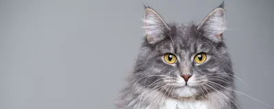 Лечение грибка трихофитии у кошек: признаки микроспории