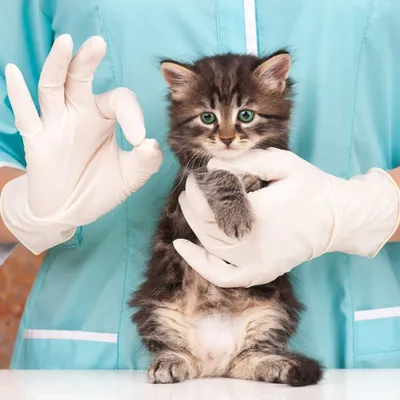 Лишай у кошек - как выглядит и чем лечить