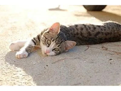 Грибковые поражения (лишай) у кошек - Докторвет
