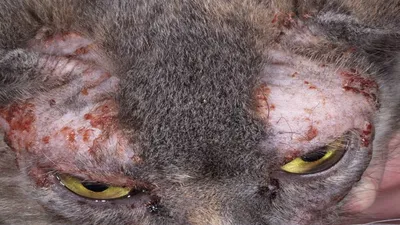 Атопічний дерматит котів - Ветеринарна клініка \"Ексвет\"