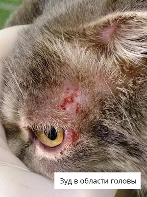 Аллергия у кошек - Заповедник