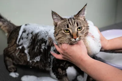 Кошка чешется 🐱 – причины зуда у котов, лечение и профилактика