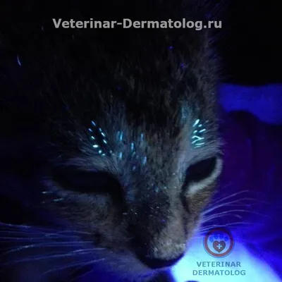 Лишай у кошки: как распознать и вылечить - Питомцы Mail.ru