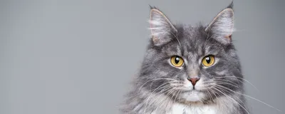 Лишай у кошек [Дерматофитоз]: признаки, симптомы и лечение