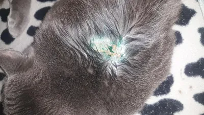 Аллергия или лишай, бесплатная консультация ветеринара - вопрос задан  пользователем Лариса Чугунова про питомца: кошка Британская кошка