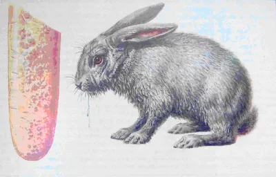 Кафе в Серебряном бору завело кроликов и выпустило в лес. Теперь 25 больных  животных ловят волонтеры - Москвич Mag