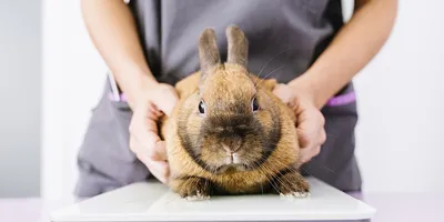Блог :: Болезни кроликов: классификация и лечение - Клиника \"Ветпомощь\"