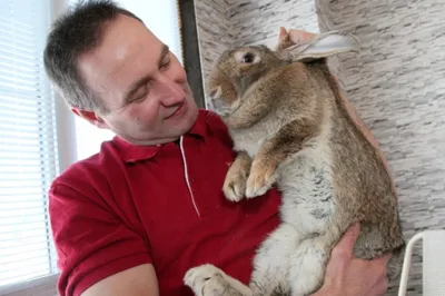 Лечение кроликов в Краснодаре круглосуточно | «Верные Друзья»