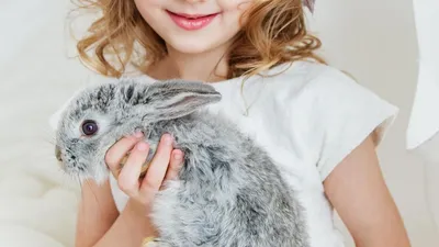 Декоративный кролик сильно линяет почему, симптомы, лечение и советы  ветеринарная клиника - Ветмастер