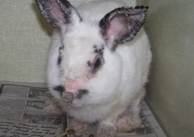 Лишай у кроликов: симптомы, фото и лечение заболевания