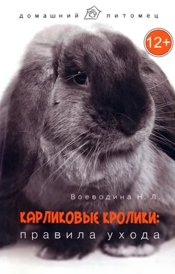 Линька у карликового кролика | Информационный портал о карликовых и  декоративных кроликах