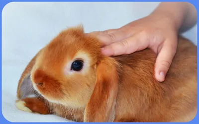 У кролика выпадает шерсть: почему и что делать? | Блог зоомагазина  Zootovary.com