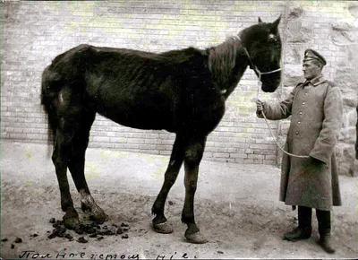 Все о болезнях лошадей: классификация, симптомы и лечение, новшества в  ветеринарии