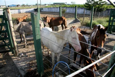 Вспышка вируса герпеса лошадей в Испании 2021 | ESU Horses