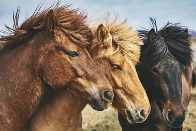 Как избежать инфекционных заболеваний лошади, профилактические меры