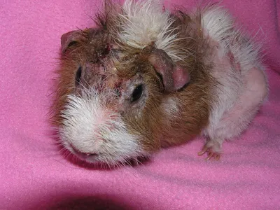 Морская свинка не ест | Сеть ветеринарных клиник «Ветус»