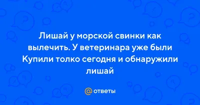 Морские свинки - это счастье! | ВКонтакте